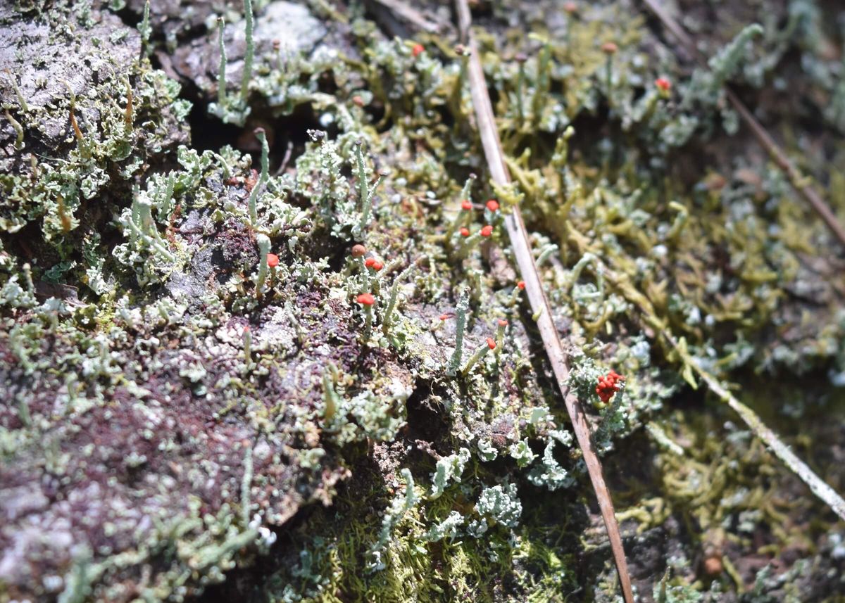 British soldier lichen