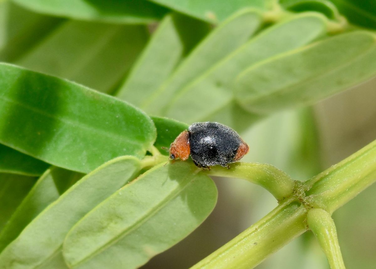 Mealybug ladybird