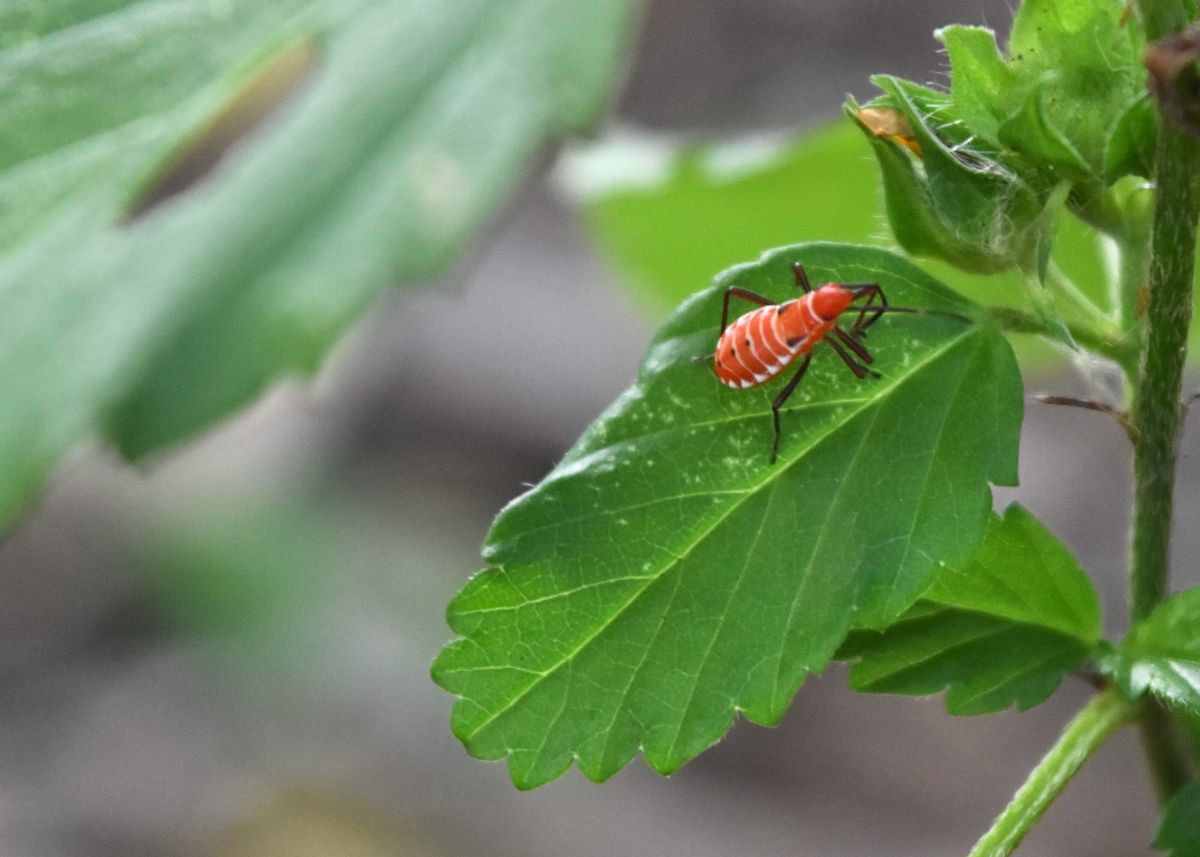 Red cotton stainer, nymph