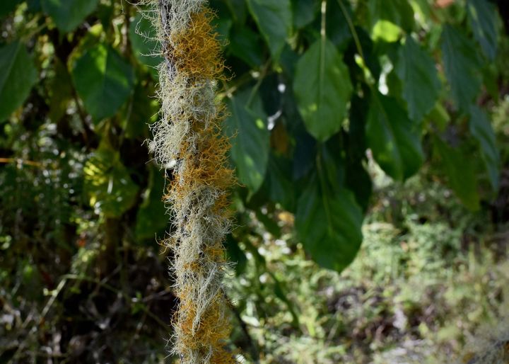 Beard lichen