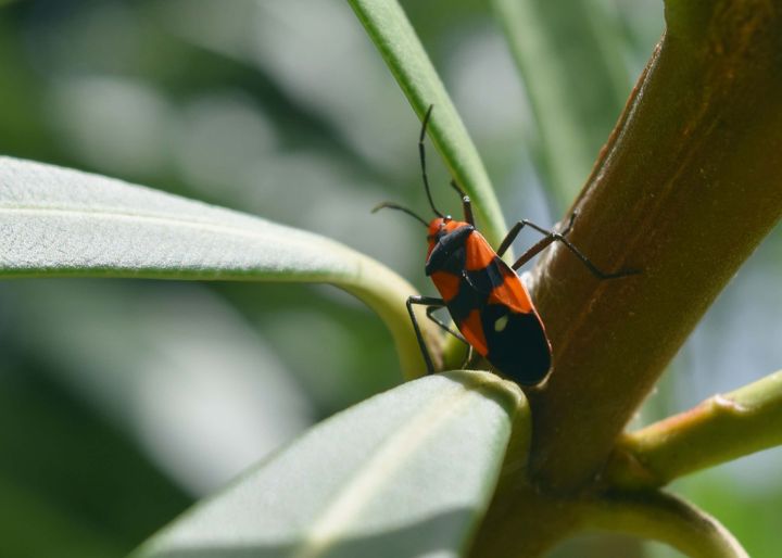 Black-and-Red-bug