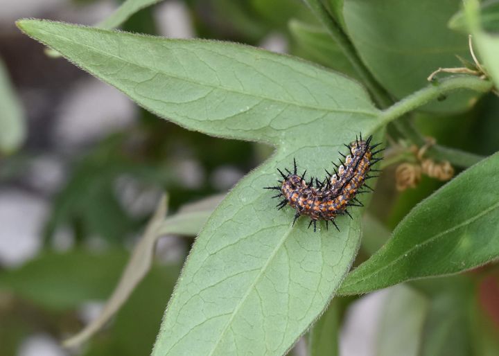 Gulf fritillary caterpillar